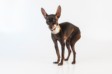 The clock is wearing a dog. Wrist watch on the neck of a dog. Toy Terrier