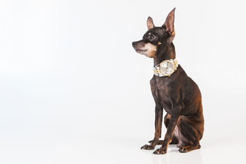 The dog guards the master's watch. Toy Terrier.