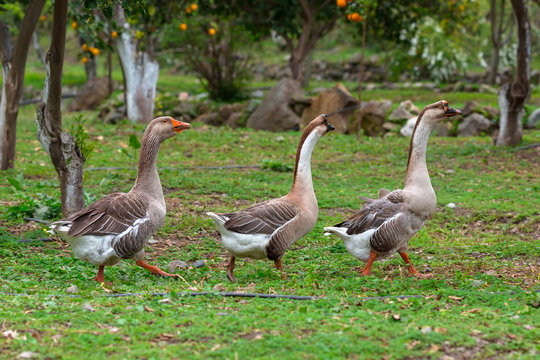 Three geese waking on the grass