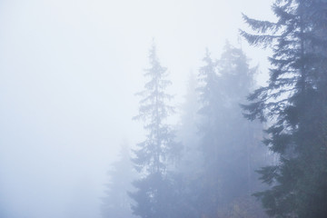 Misty beech forest on the mountain slope in a nature reserve