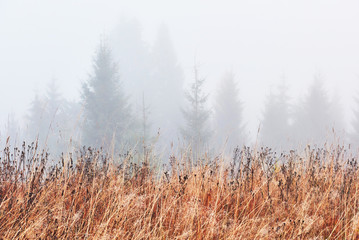 Misty beech forest on the mountain slope in a nature reserve
