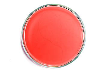 Petri dish with liquid