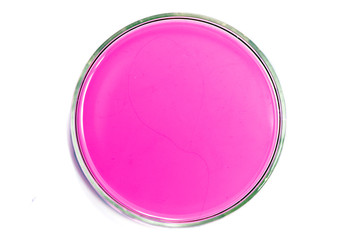 Petri dish with liquid