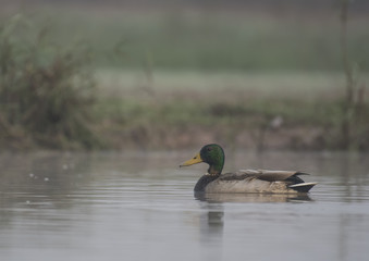 Mallard ( Anas platyrhynchos)