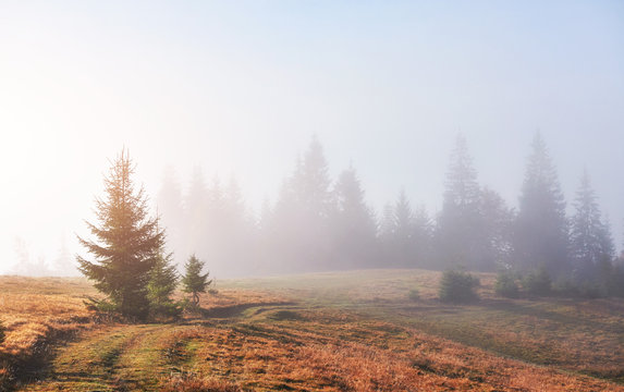 Fototapeta Morning fog creeps with scraps over autumn mountain forest covered in gold leaves