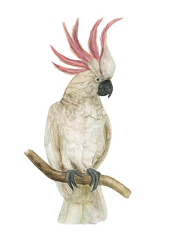 Watercolor painting cockatoo bird isolated on white