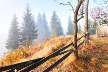 Papier Peint photo autocollant Automne birch forest in sunny afternoon while autumn season. Autumn Landscape. Ukraine.