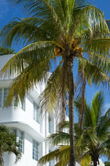 Fototapeta na wymiar Classic 1930s art-deco era architecture and palm trees on Ocean Drive, Miami Beach.