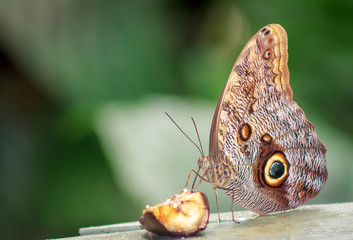 Obraz premium Crazy about nut