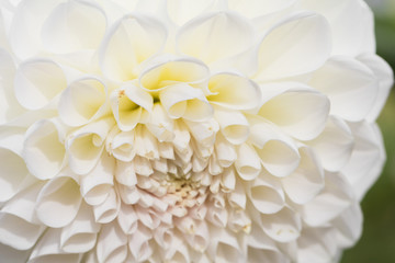 Fototapeta na wymiar Beautiful white flower blooming in spring day by Macro lens .