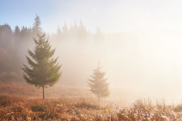 Autumn fog and the beautiful morning sun in a landscape