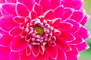 Textures pink flower close-up detail  by Macro lens .