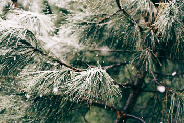 Close up of pine branch on a snowing day. Winter background with