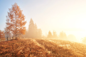 Shiny tree on a hill slope with sunny beams at mountain valley covered with fog. Gorgeous morning scene. Red and yellow autumn leaves. Carpathians, Ukraine, Europe. Discover the world of beauty