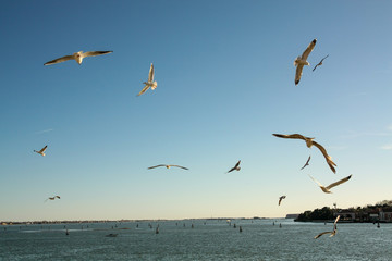 Sea gulls in Venice, Italy