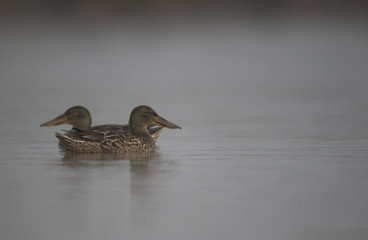Northern shovele
