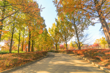  Japan autumn , Beautiful autumn leaves of Obuse park ,Nagano Prefecture,Japan.