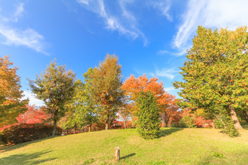  Japan autumn , Beautiful autumn leaves of Obuse park ,Nagano Prefecture,Japan.
