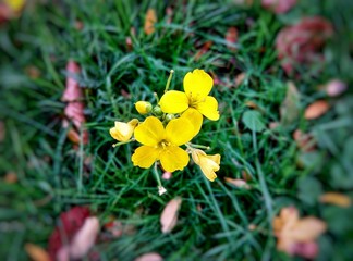  yellow flowers on green grass