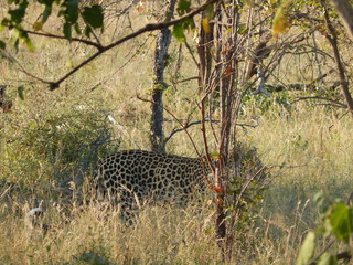 South African wildlife