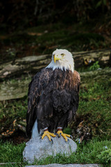 bald eagle - haliaeetus leucocephalus, falconry, Vorarlberg, Austria