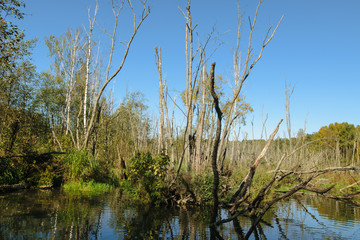 Swamp in sunny day, Vladimir Region, Russia
