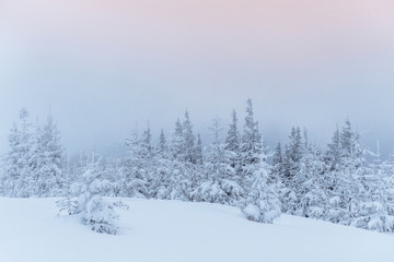 Naklejka premium Frozen winter forest in the fog. Pine tree in nature covered with fresh snow Carpathian, Ukraine