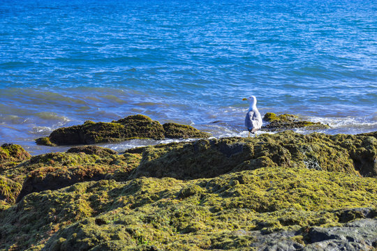 Sea gull on the rocky mossy coast with turquoise ocean in the background