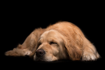 Golden Retriever dog isolated on black