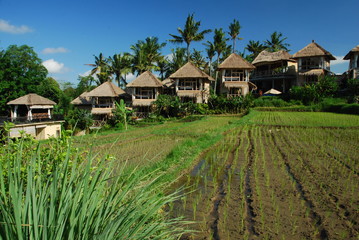 Fototapeta na wymiar Maisons dans les rizières, Ubud, Bali
