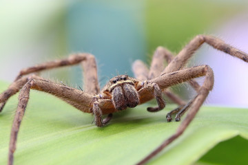 Brown spider in the family Sparassidae on green leave surface . Toxicity causes slight swelling....