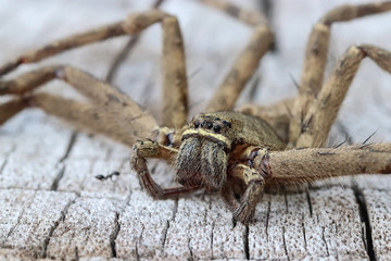 Brown spider in the family Sparassidae on old wooden surface . Toxicity causes slight swelling. Get rid of the cockroaches. Close up and blur. (Heteropoda venatoria).