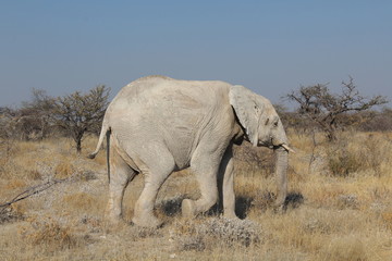 Elefant in der Savanne