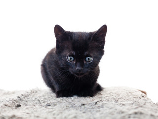 söt svat kattunge med blå ögon ligger och vilar på grå fårskinnfäll med vit bakgrund