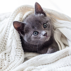 cute grey kitten wrapped in blanket © annaia