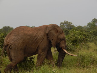 Fototapeta premium South African wildlife