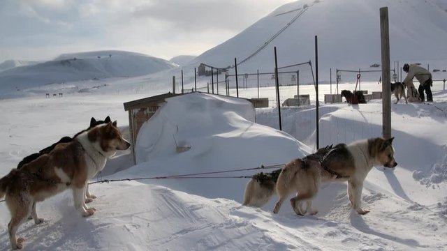Sled dog on base and man malamute husky Eskimo on North Pole in Arctic. Way from Longyearbyen airport Longyear to Pyramid on Spitsbergen on background of mountains of Svalbard in Norway.