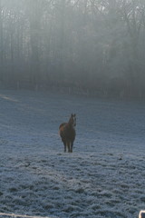 cheval en hiver