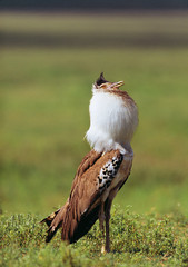 kori bustard
