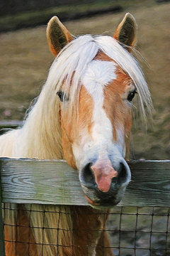 Beautiful Blond Haflinger Pony