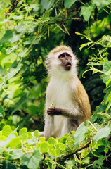 macaque