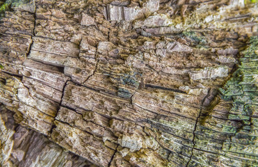 rotting wood detail