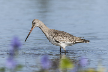 オグロシギ(Black-tailed Godwit)