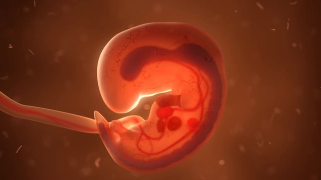 Human fetus with internal organs, development timelaps