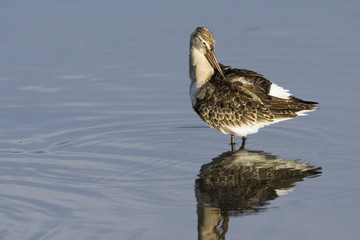 オグロシギ(Black-tailed Godwit)