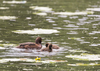 Tufted duck with chicks