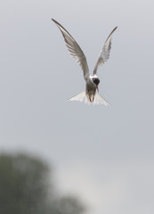 River tern flight