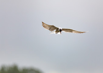River tern flight