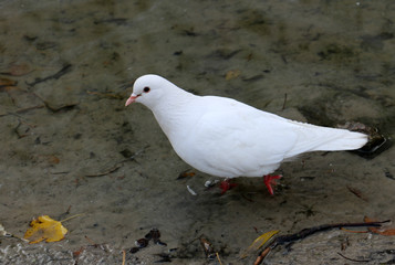 dove bird white nature wildlife fly symbol beach 