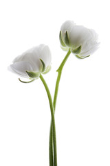 rosas blancas aisladas